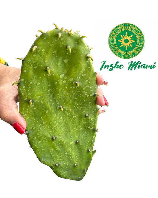 Hojas de Nopal / Penca de la Tuna