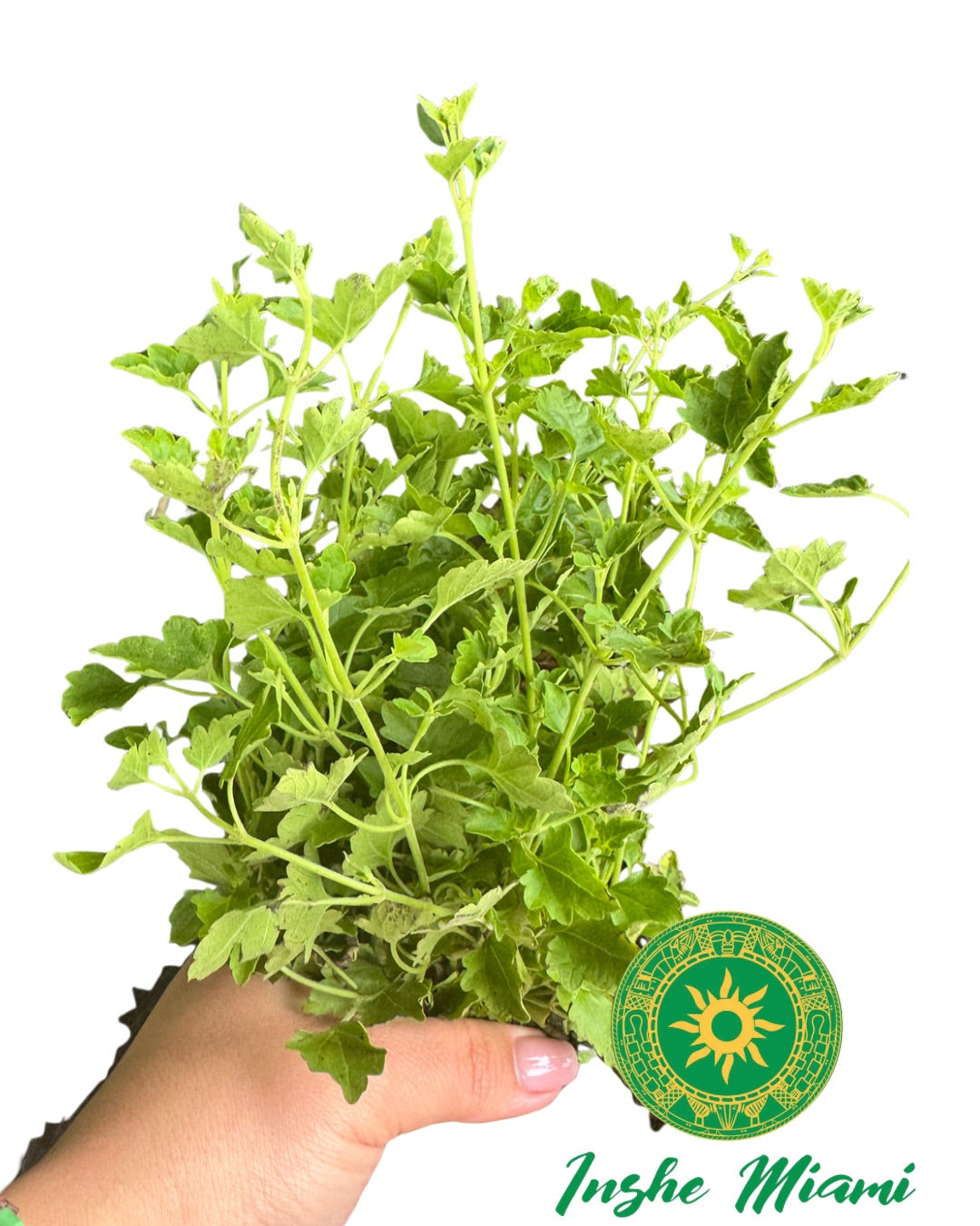 MEJORANA