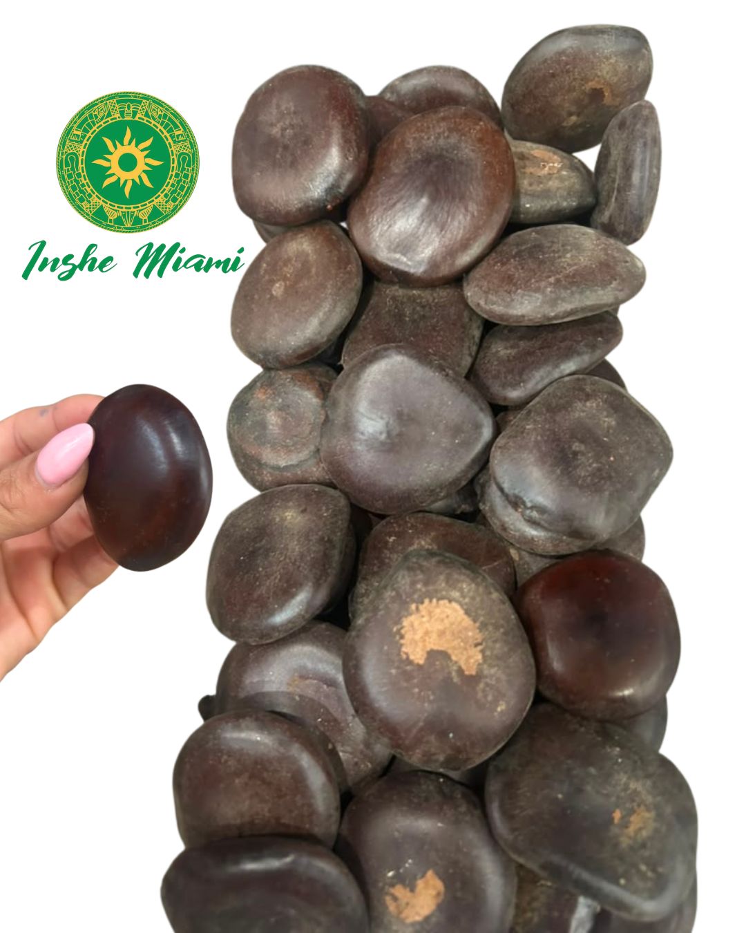 Semilla Polja – Corazón de Changó | Semilla Tradicional Espiritual | Inshe Miami
