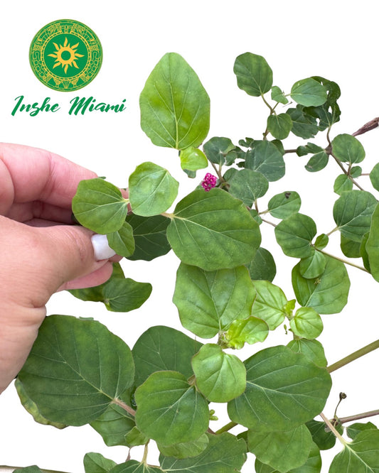 Atiponla – Fresh Stems with Leaves | Yoruba Spiritual Use | Inshe Miami