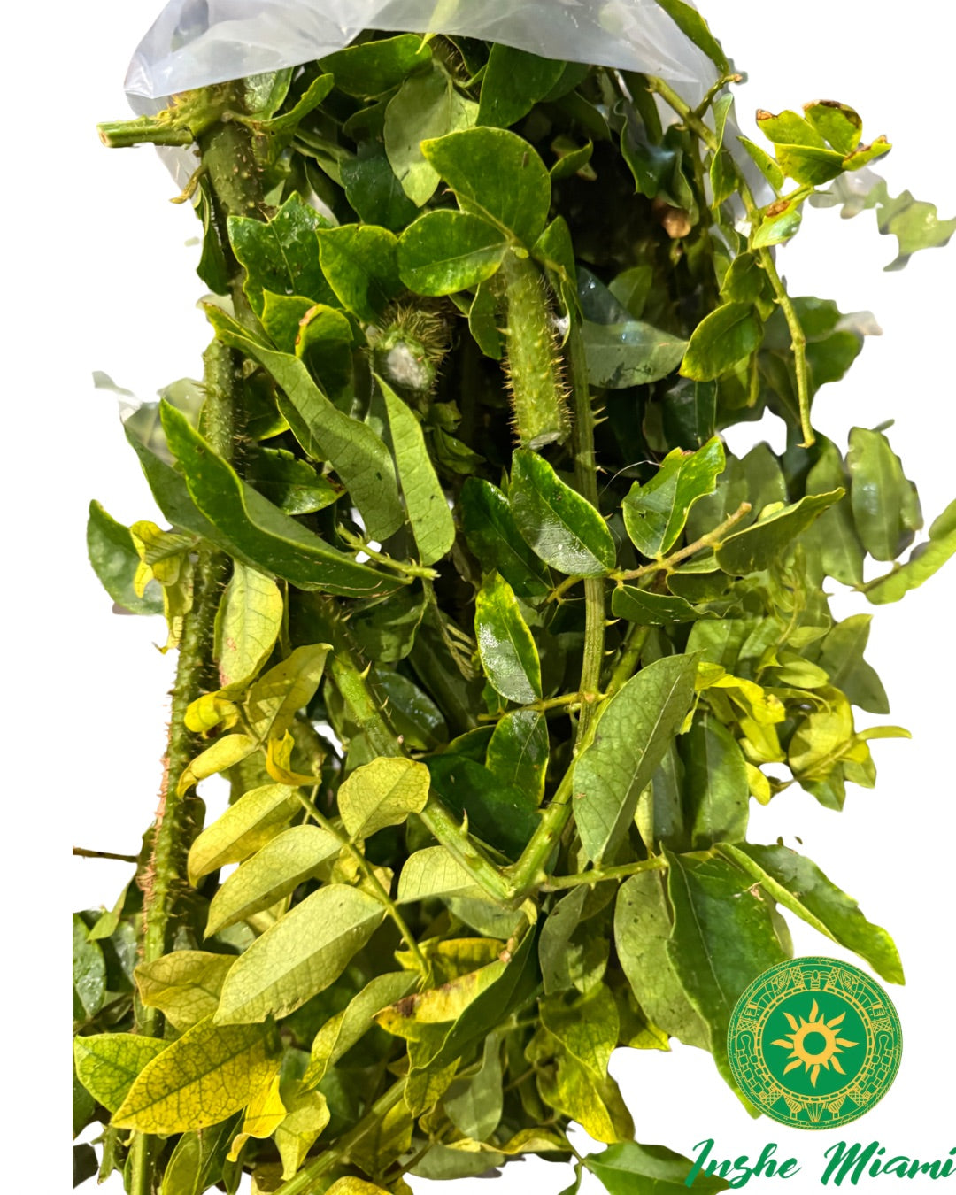 Mazo de Quita Maldicion