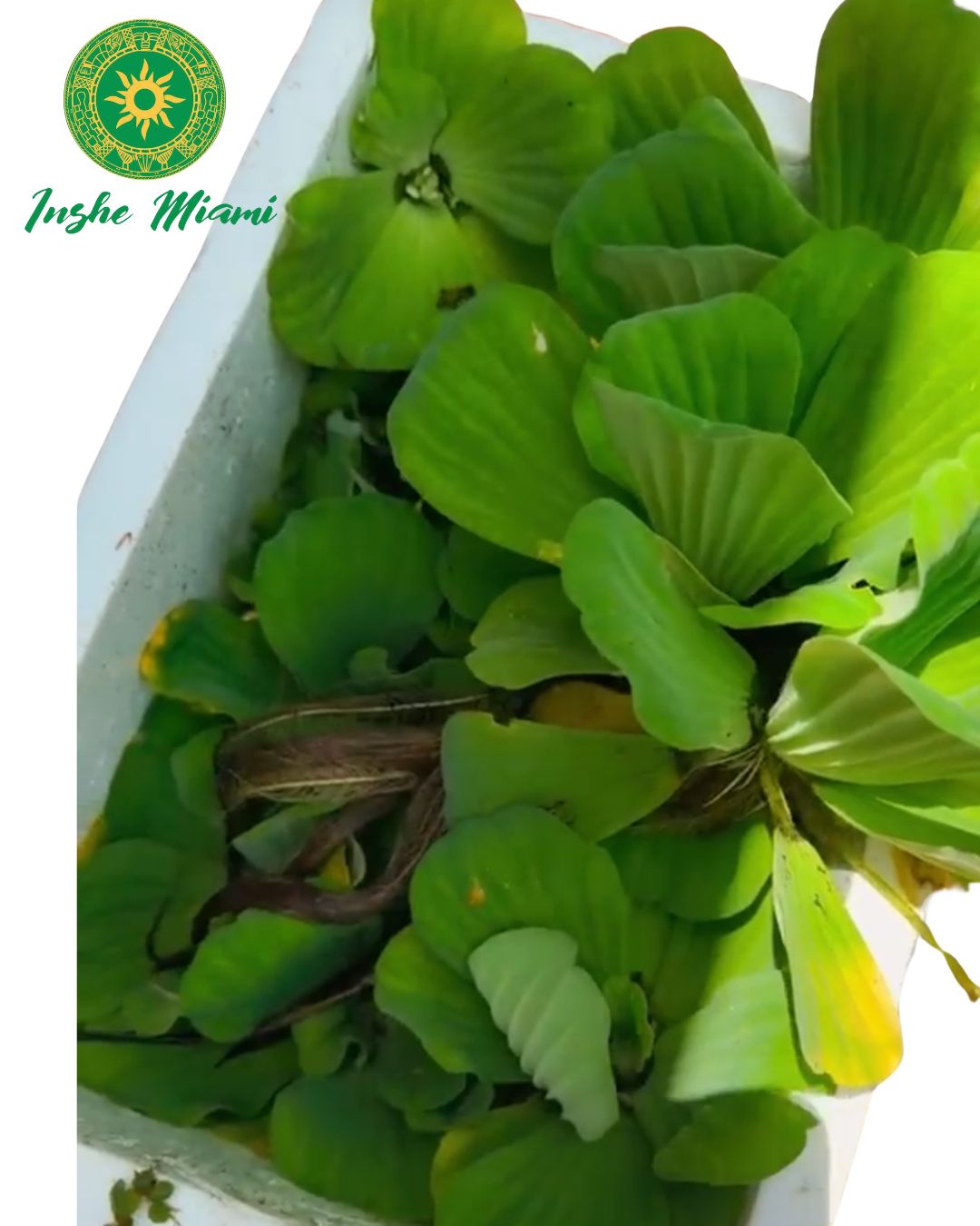 Flor de Agua Natural 2"–3" | Uso Espiritual y Decorativo | Inshe Miami