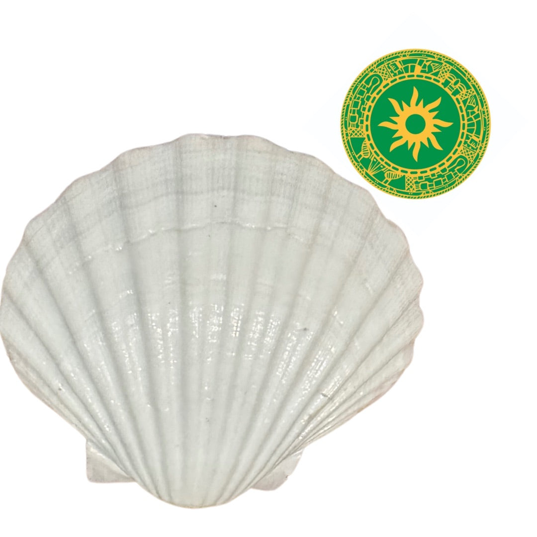 Concha Blanca 3"- 4"