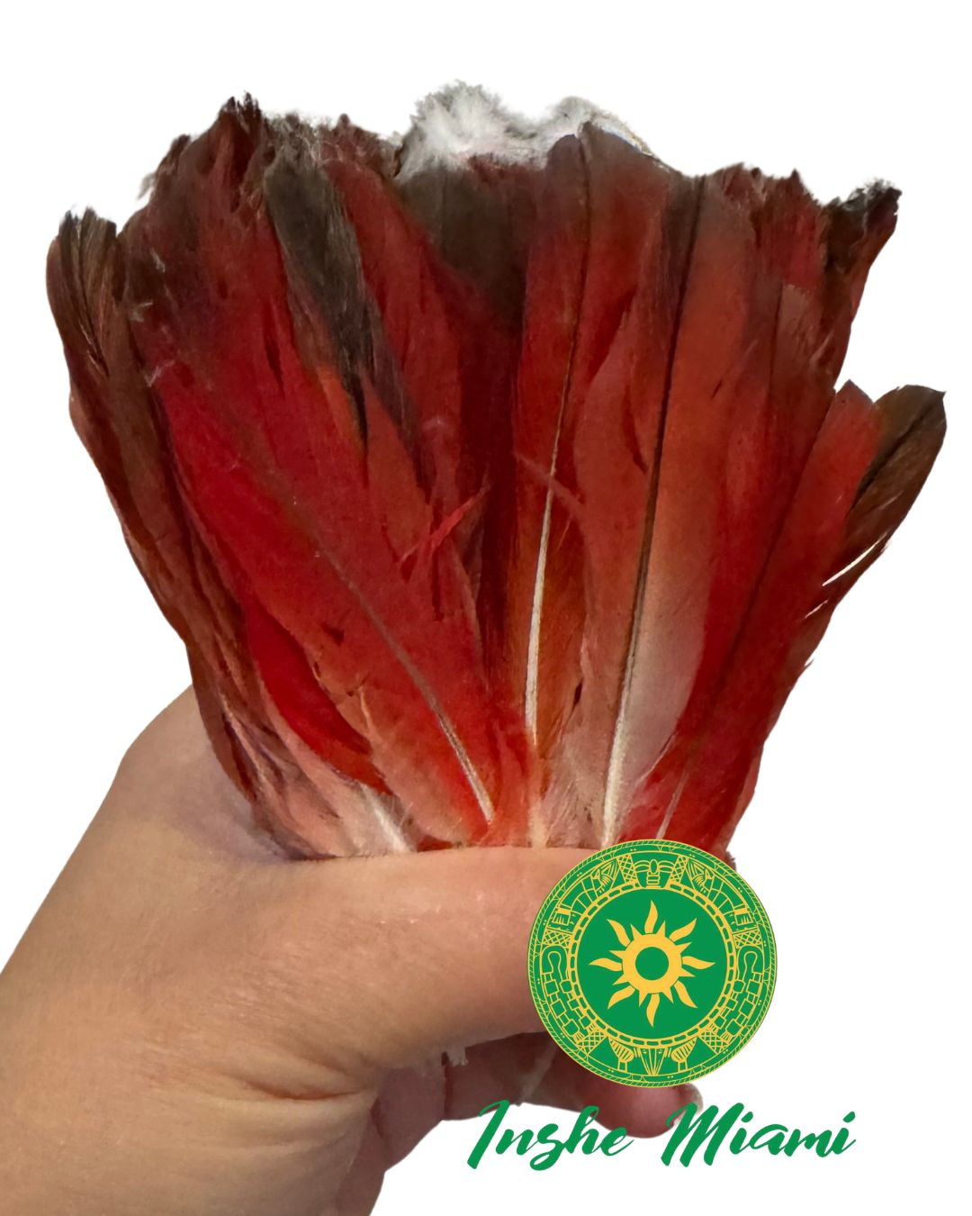 Parrot Feather 3.5"–4.5" – Spiritual Item (Unit or Dozen)