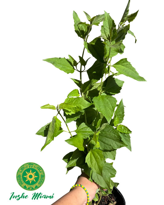 SARAGUEY BREAKING DECK