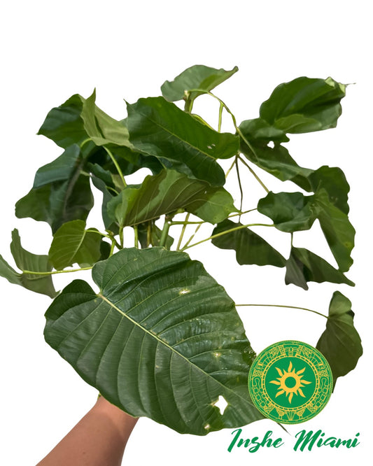 Mazo de Salvadera