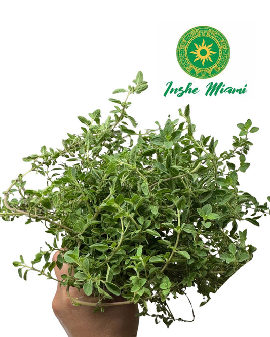 Mejorana – Tallos Frescos con Hojas o Planta con Raíz | Uso Espiritual y Tradicional | Inshe Miami