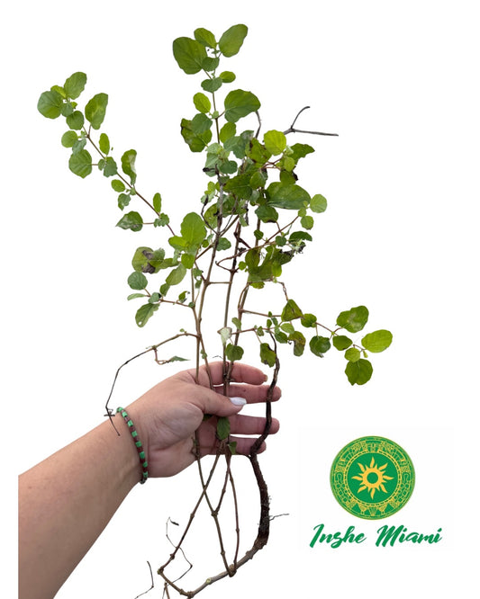 Atiponla – Plant with Fresh Root | Yoruba Spiritual Use | Inshe Miami
