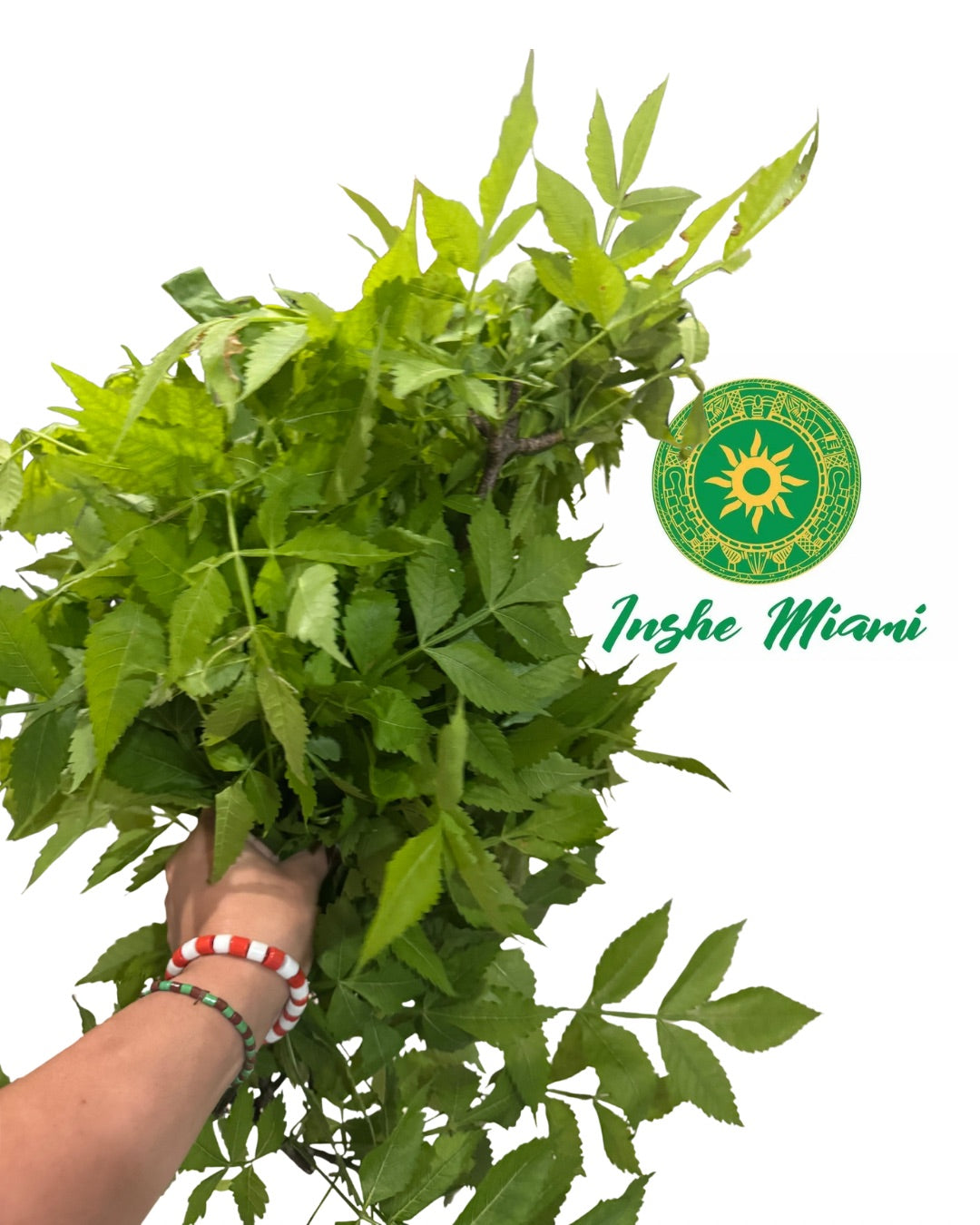 Paradise – Fresh Stems with Leaves | Spiritual Use | Inshe Miami