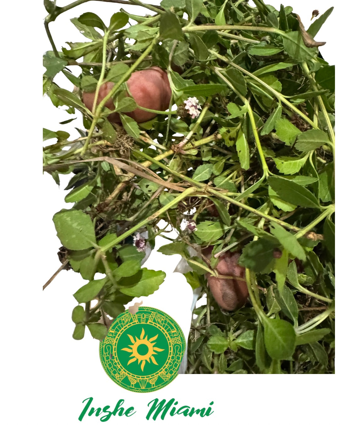 Mazo de Quita Maldicion de Babalawo Foforito