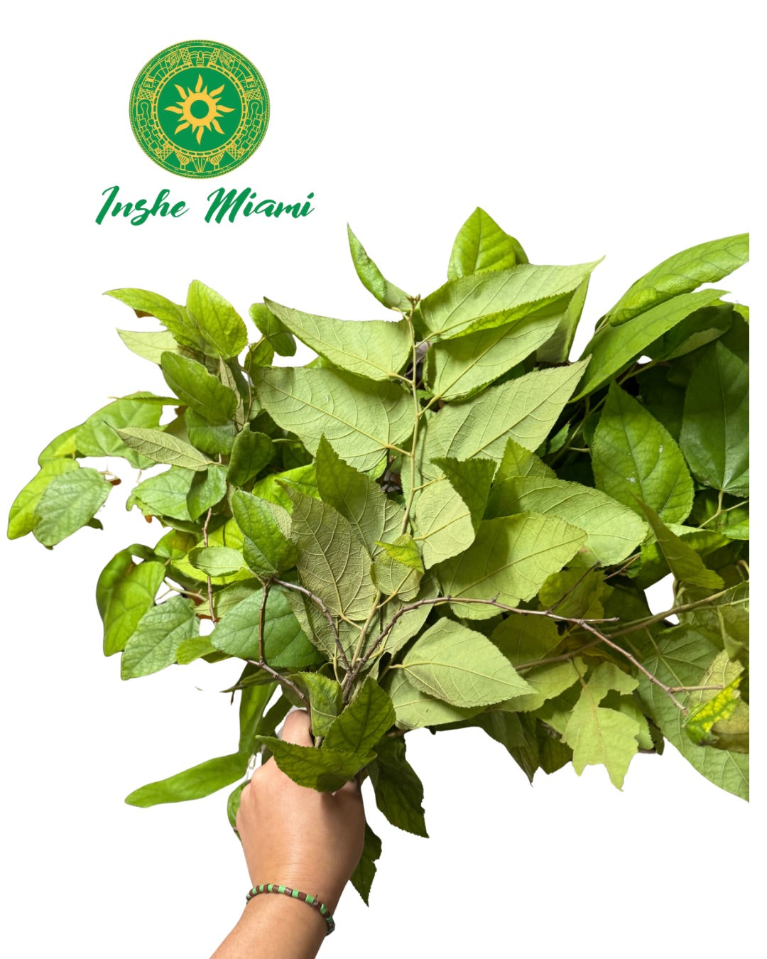 Salvadera – Fresh Stems with Leaves | Spiritual Use | Inshe Miami