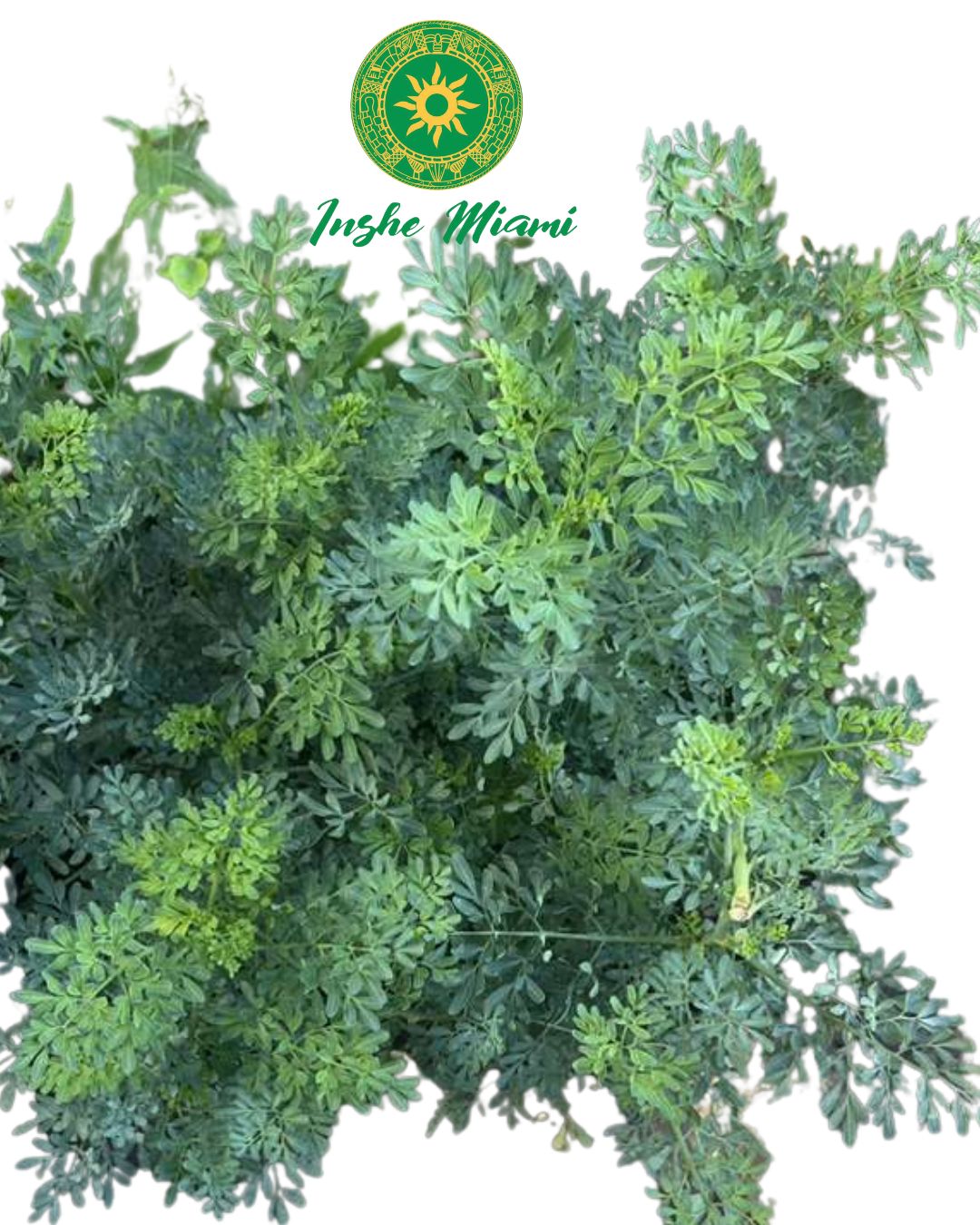Rue Plant with Root - Rue Plant with Root