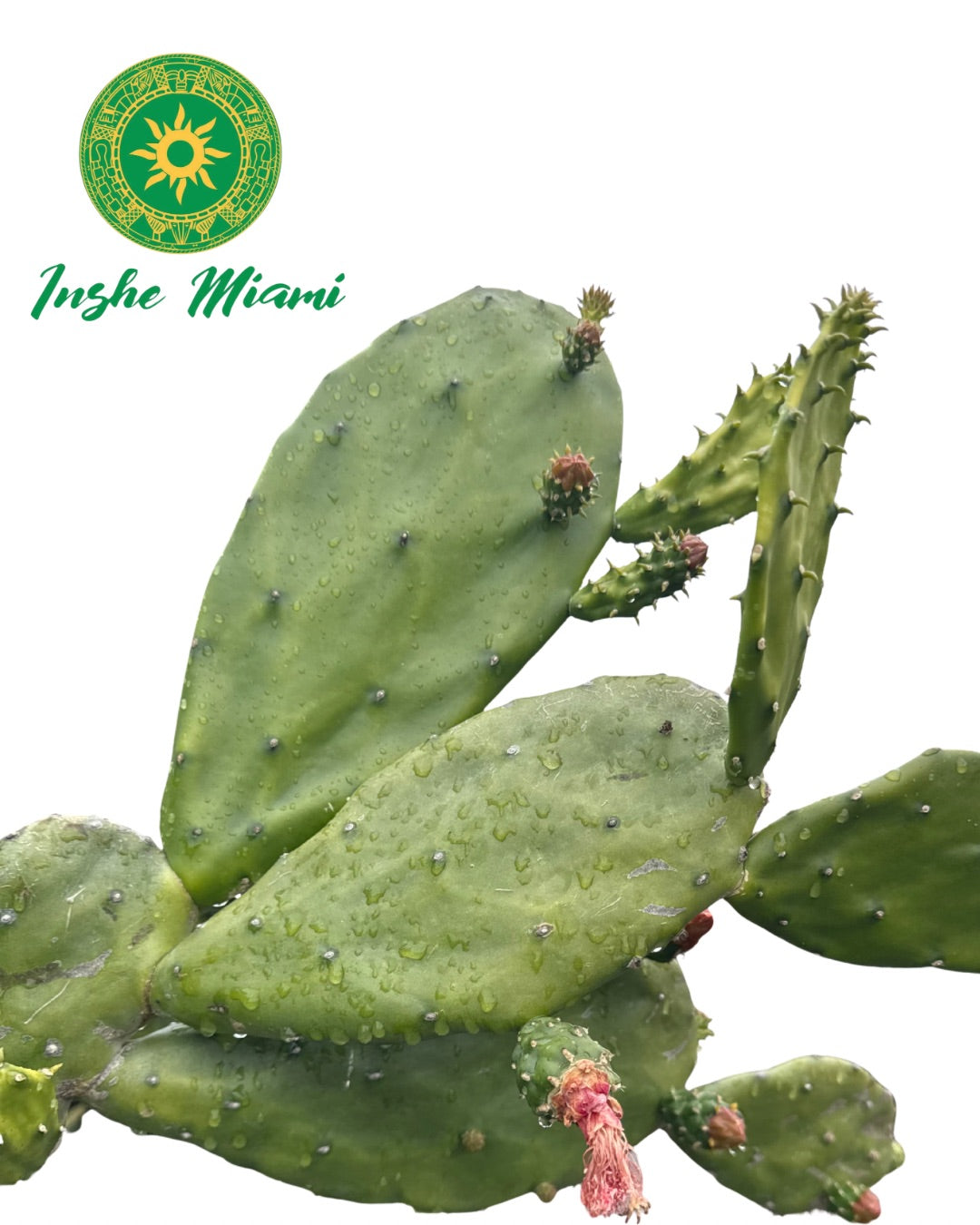 Hojas de Nopal / Penca de la Tuna
