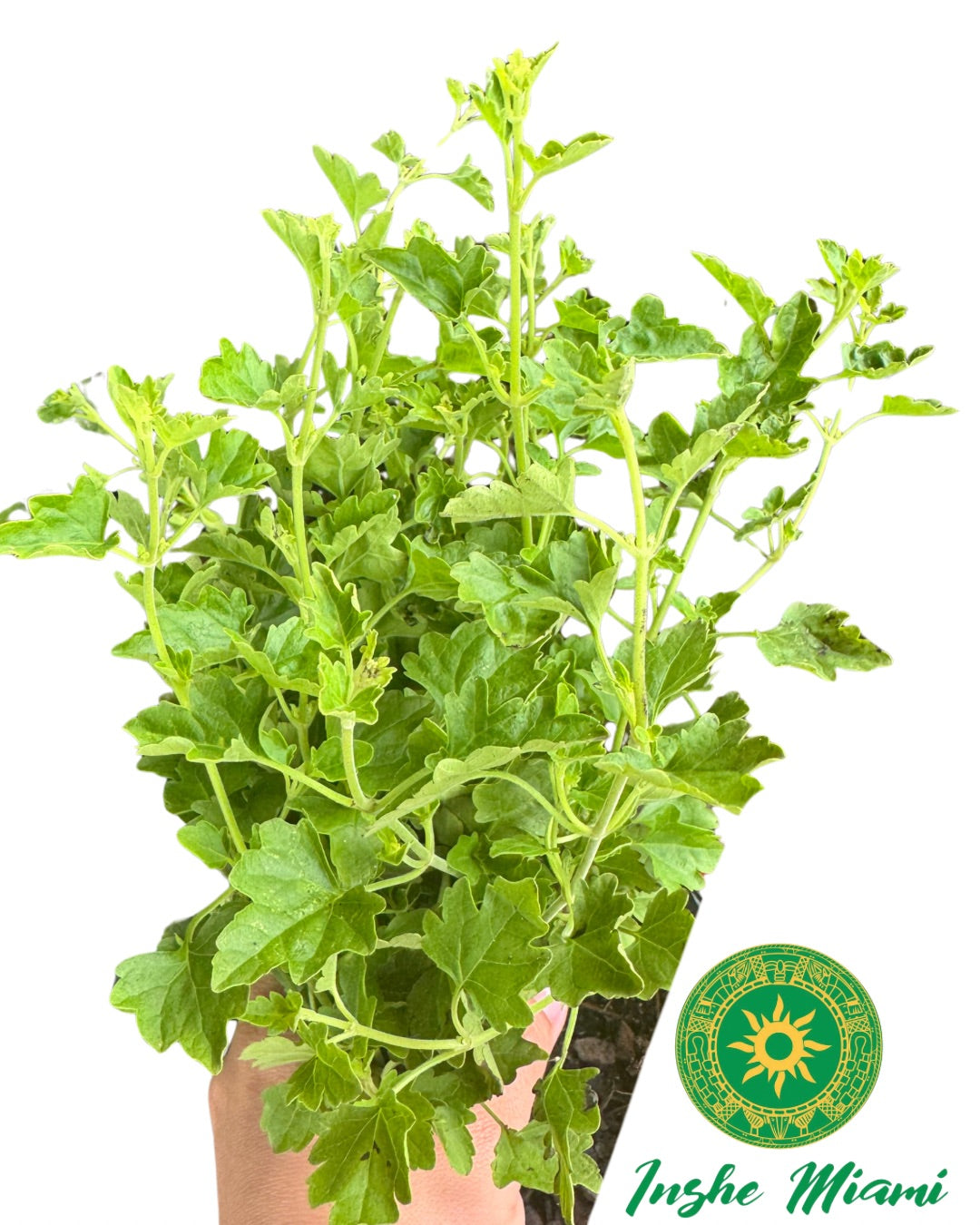 MEJORANA