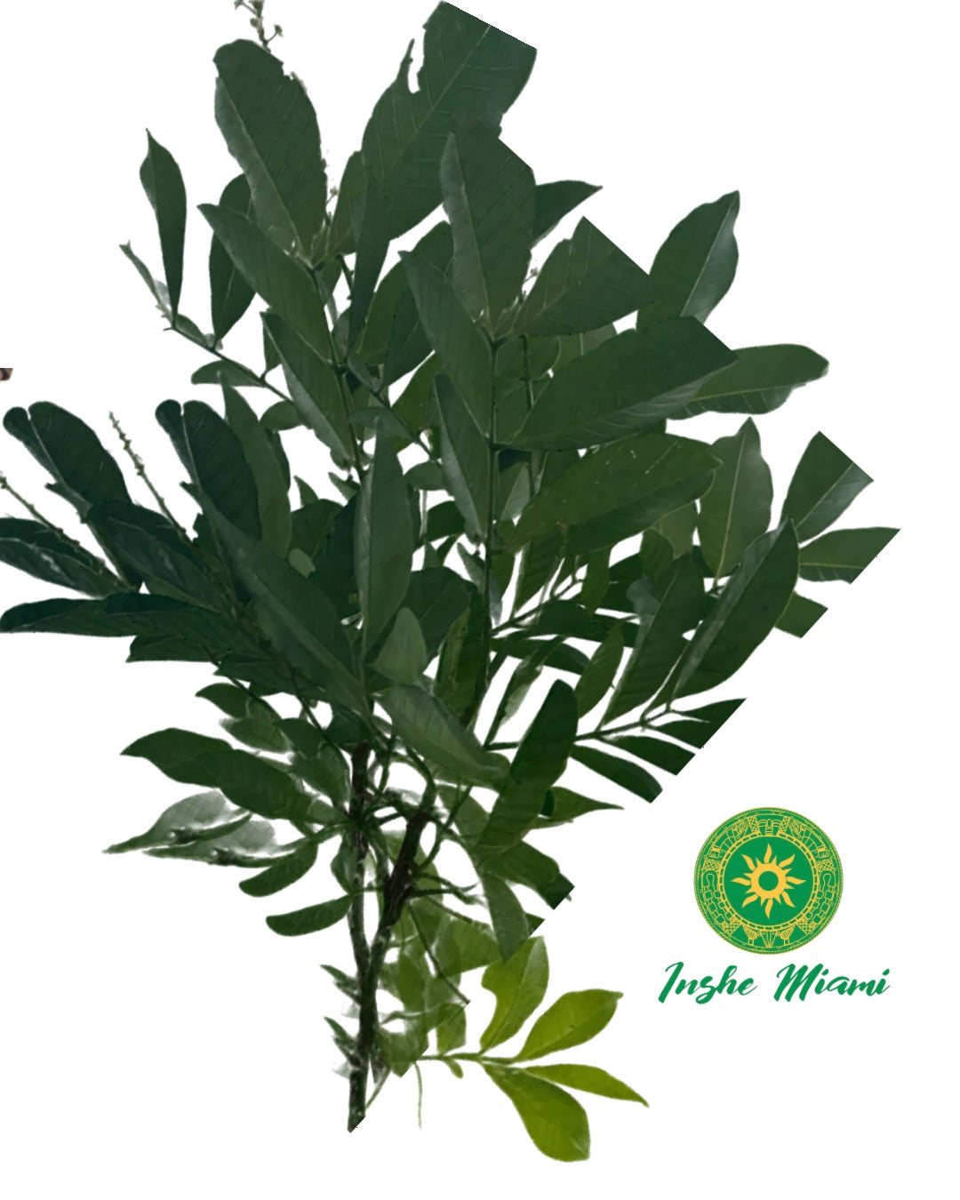 Seso Vegetal – Gajos Frescos | Uso Espiritual | Inshe Miami