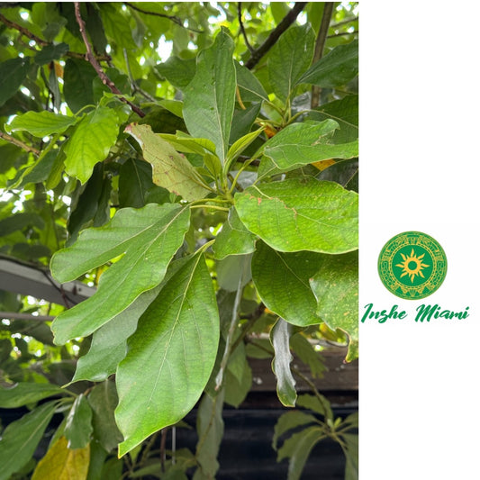 Mazo de Aguacate