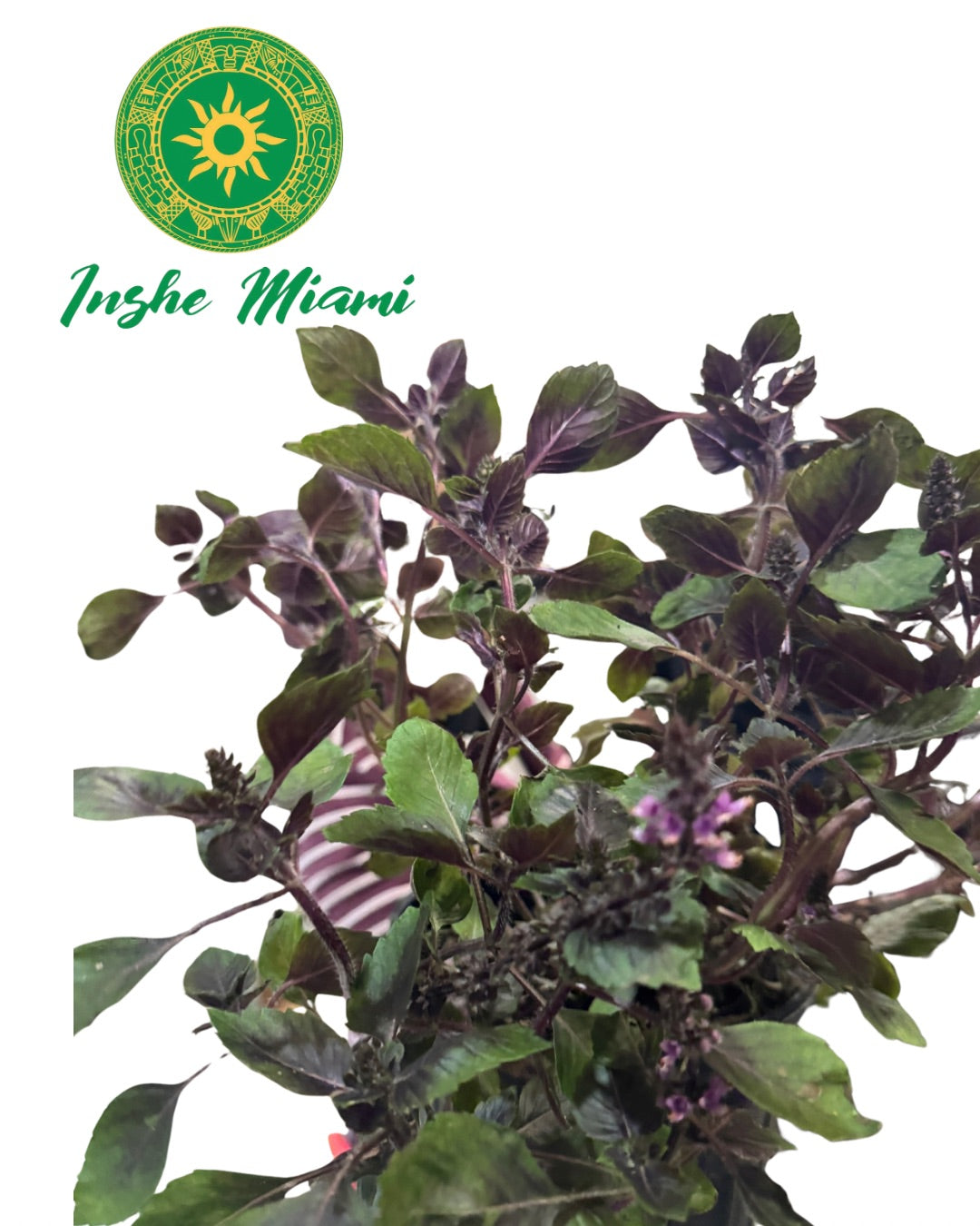 ALBAHACA MORADA