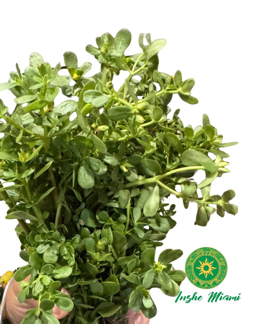Verdolaga – Tallos Frescos con Hojas o Planta con Raíz | Uso Espiritual y Tradicional | Inshe Miami