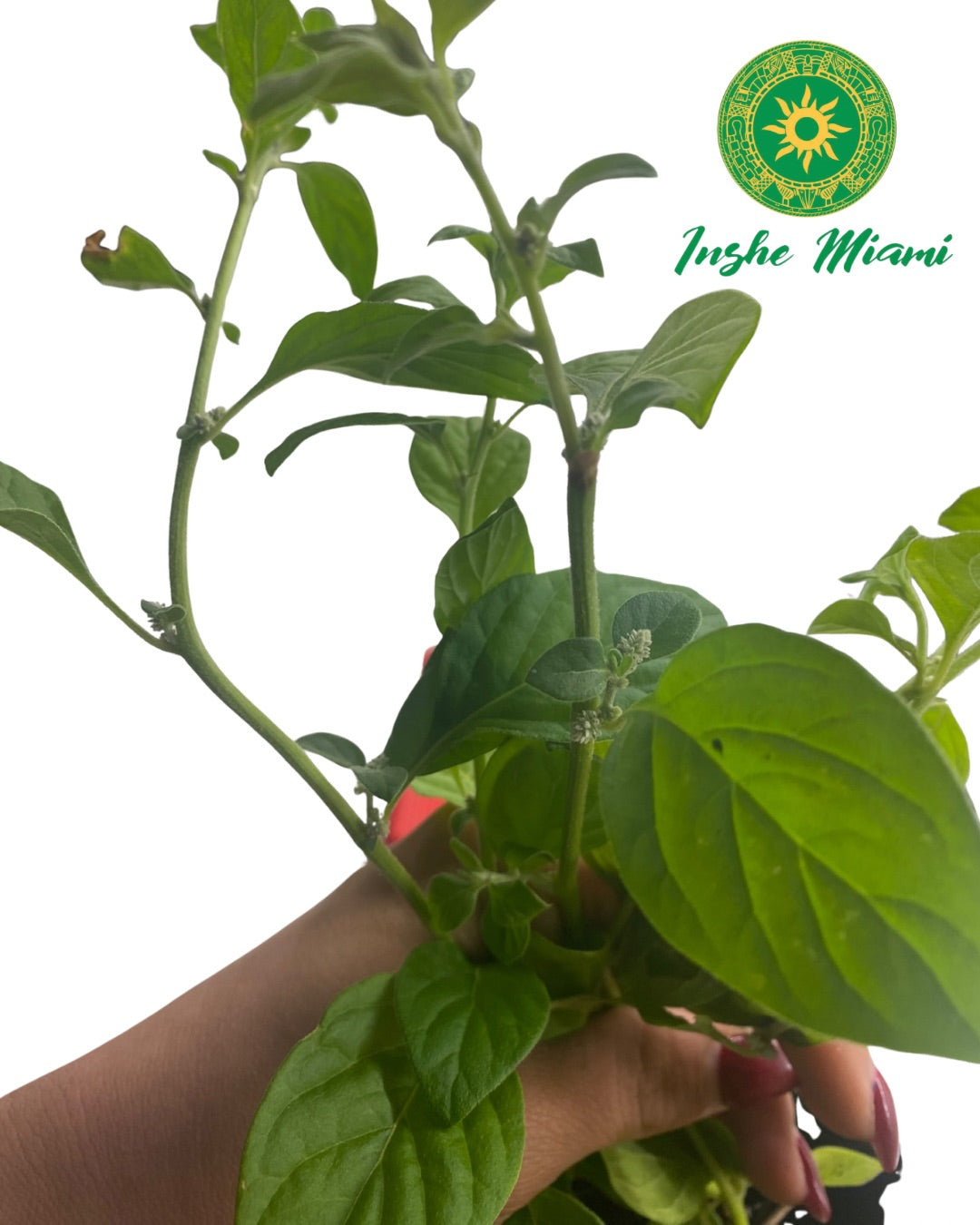 Ewe Aje – Tallos Frescos Verdes con Hojas | Uso Tradicional Ifá | Inshe Miami