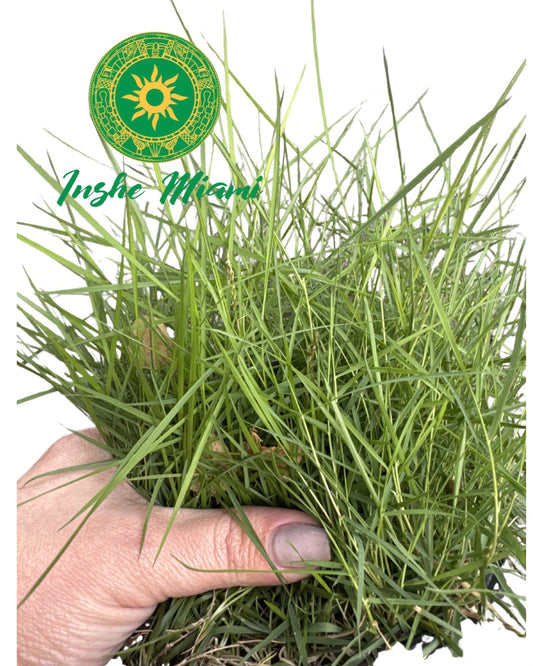 Mazo de Hierba Fina