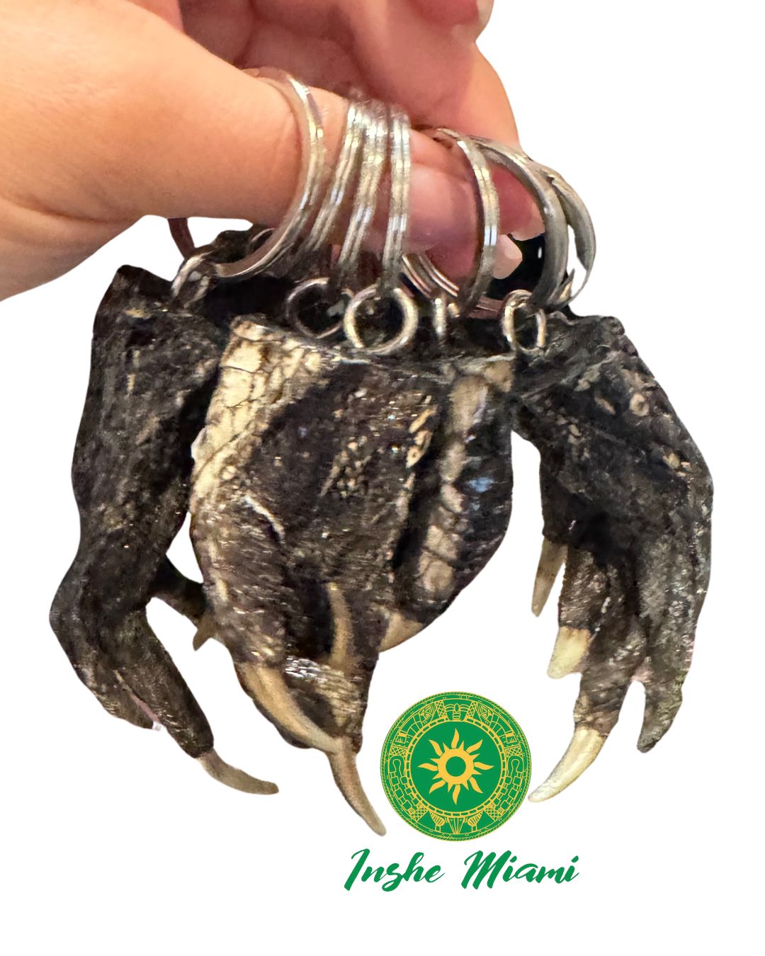 Pata de Cocodrilo Natural – Diferentes Tamaños | Inshe Miami