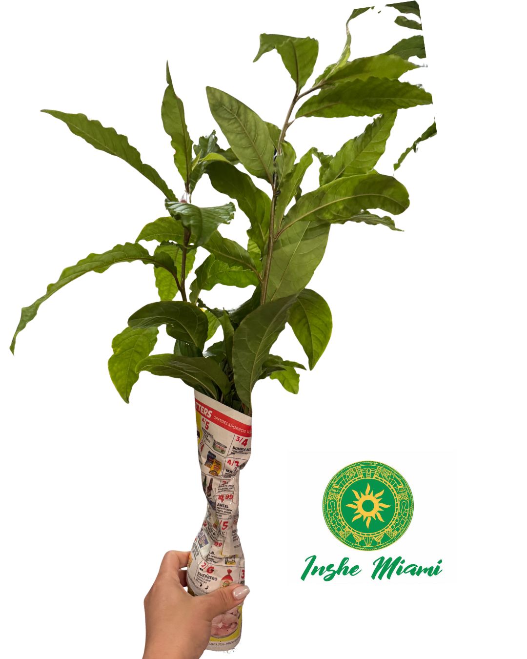 Anamu – Tallos Frescos con Hojas o Planta con Raíz | Uso Espiritual | Inshe Miami