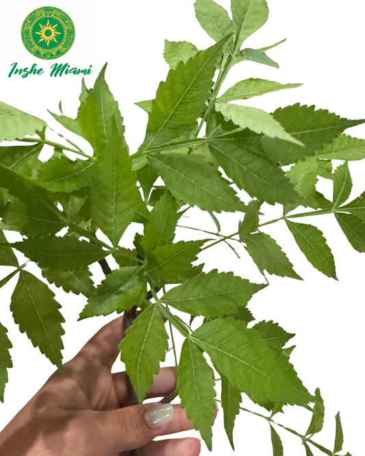 Paradise – Fresh Stems with Leaves | Spiritual Use | Inshe Miami