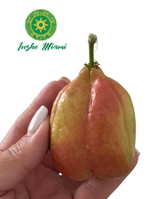 Fruta del Seso Vegetal – Tradicional para Rogaciones de Cabeza | Inshe Miami