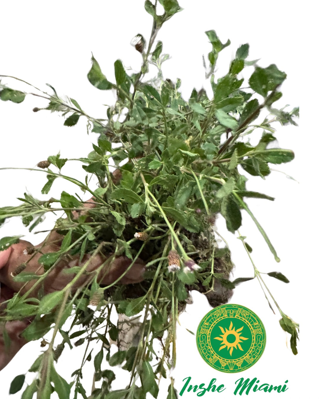 Quita Maldición de Babalawo Foforito – Tallos Frescos con Hojas o Planta con Raíz | Uso Espiritual | Inshe Miami