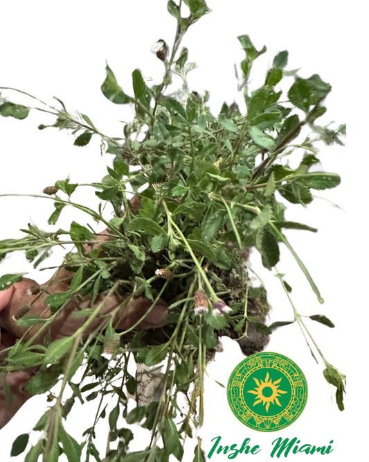Quita Maldición de Babalawo Foforito – Tallos Frescos con Hojas o Planta con Raíz | Uso Espiritual | Inshe Miami