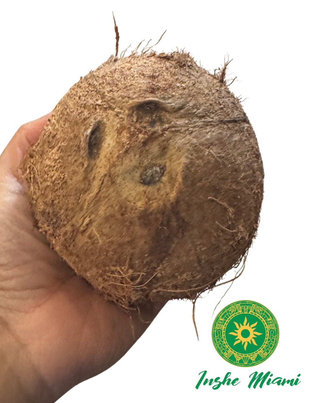 Coco Seco Natural Fresco para Consulta Espiritual y Dar Coco al Santo | Inshe Miami