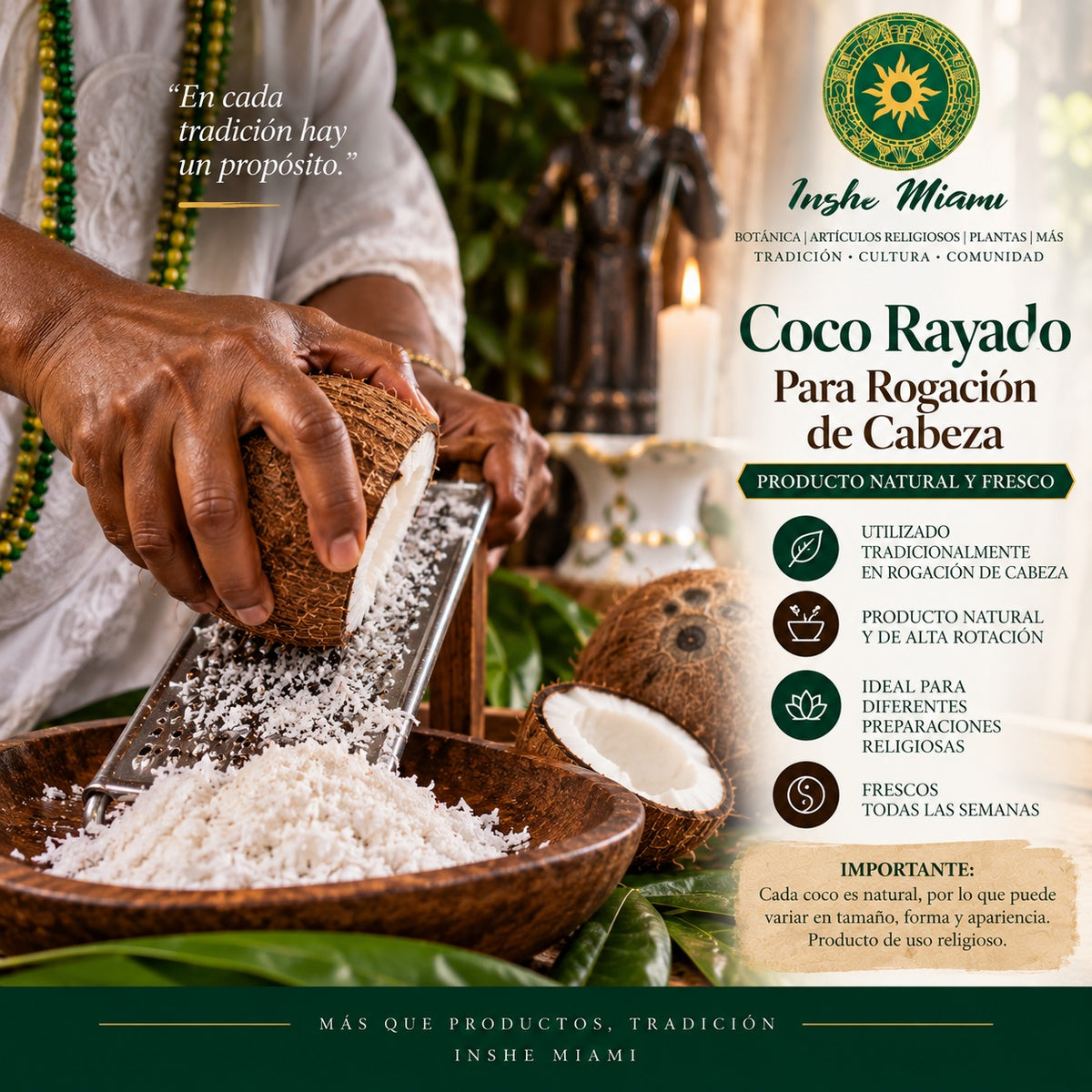 Coco Seco Natural Fresco para Consulta Espiritual y Dar Coco al Santo | Inshe Miami