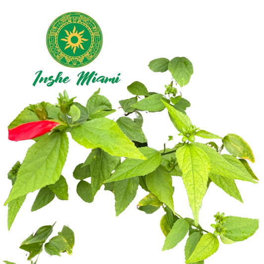 Mazo de Paciflora