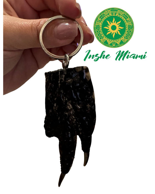Pata de Cocodrilo Natural – Diferentes Tamaños | Inshe Miami