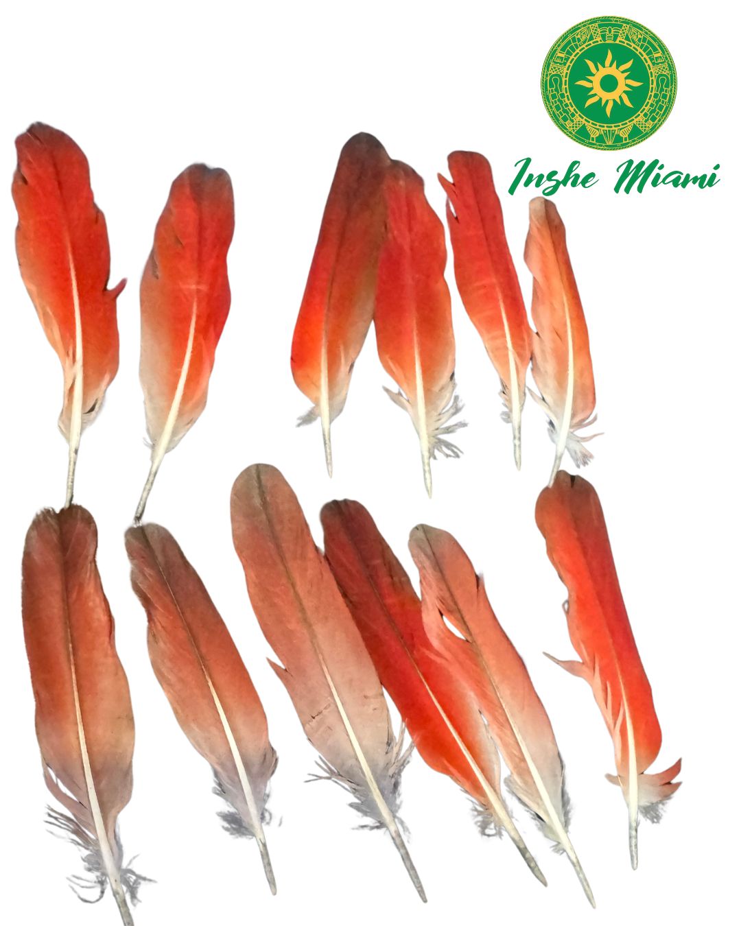 Parrot Feather 3.5"–4.5" – Spiritual Item (Unit or Dozen)