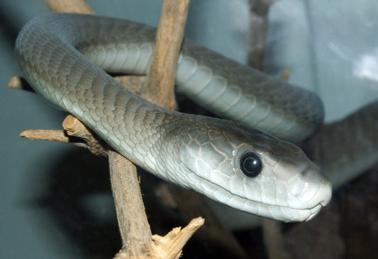 Serpiente / Maja / Culebra