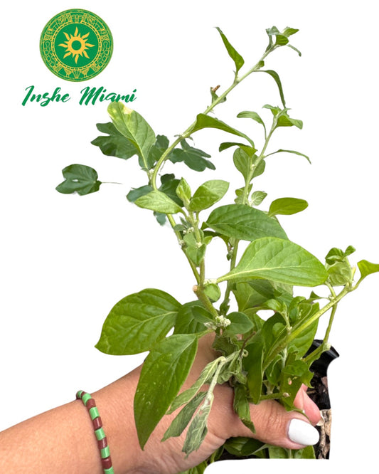 Ewe Aje – Tallos Frescos Verdes con Hojas | Uso Tradicional Ifá | Inshe Miami
