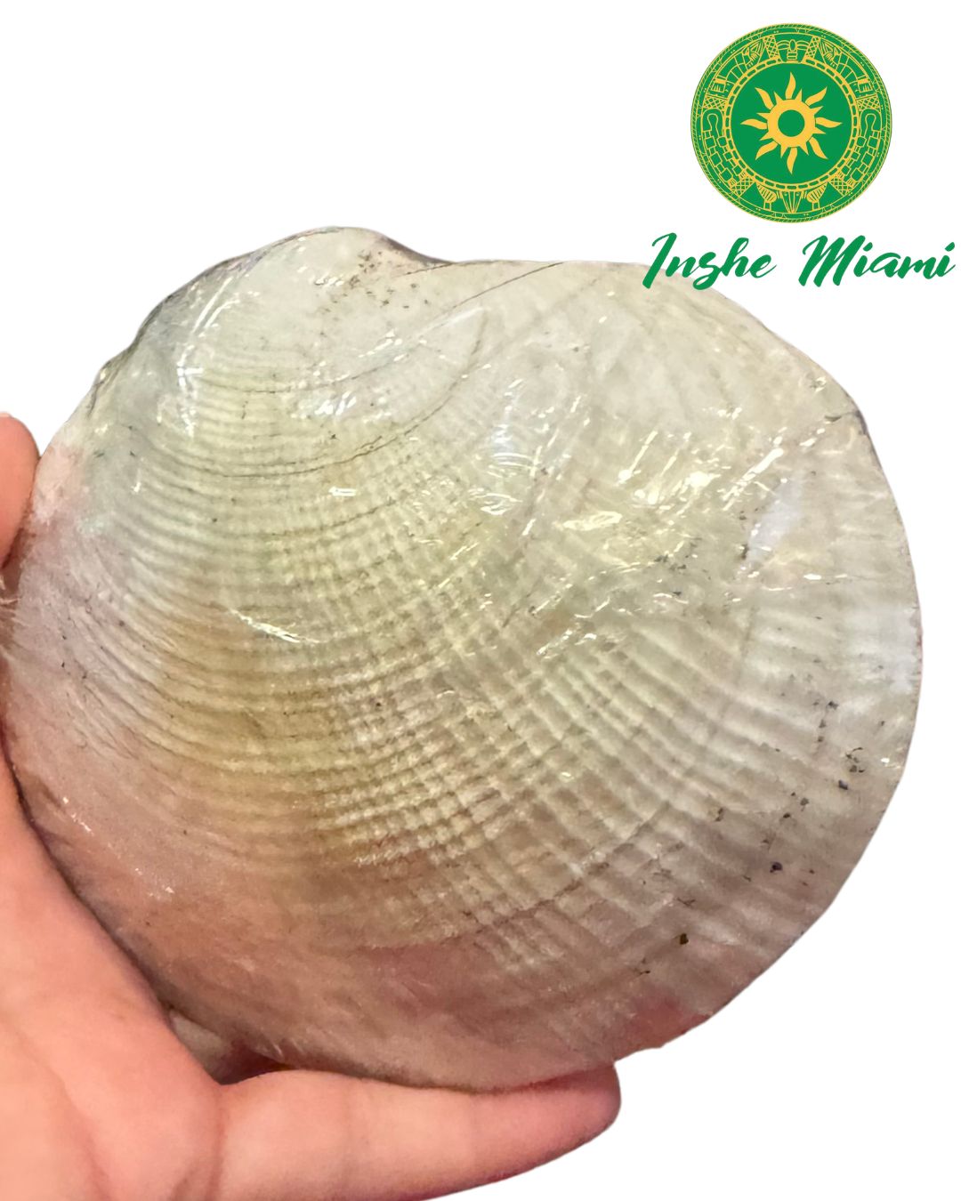 Cestas de Caracoles – Uso Religioso y Decoración Espiritual | Inshe Miami