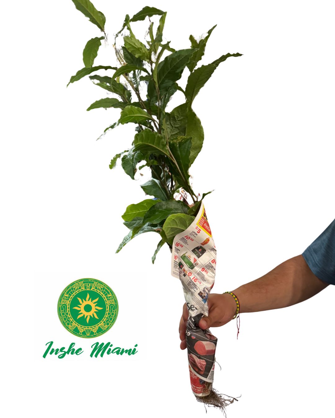 Anamu – Tallos Frescos con Hojas o Planta con Raíz | Uso Espiritual | Inshe Miami