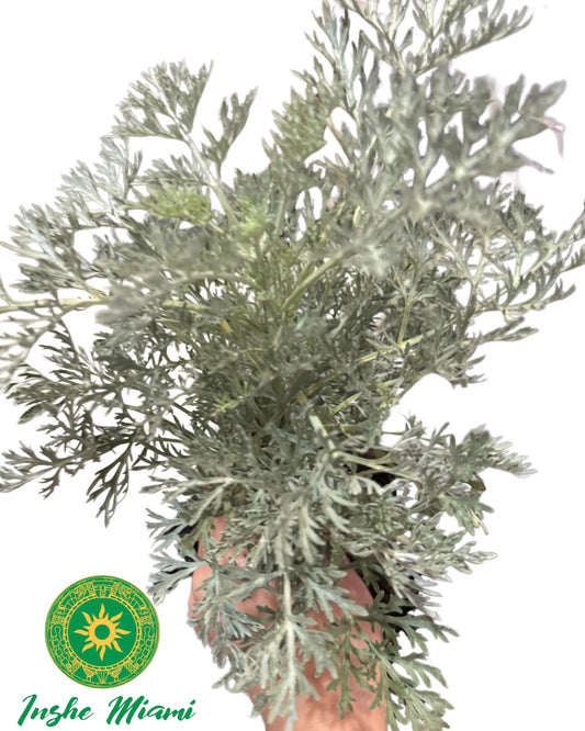 Colonia – Tallos Frescos con Hojas o Planta con Raiz | Uso Espiritual | Inshe Miami