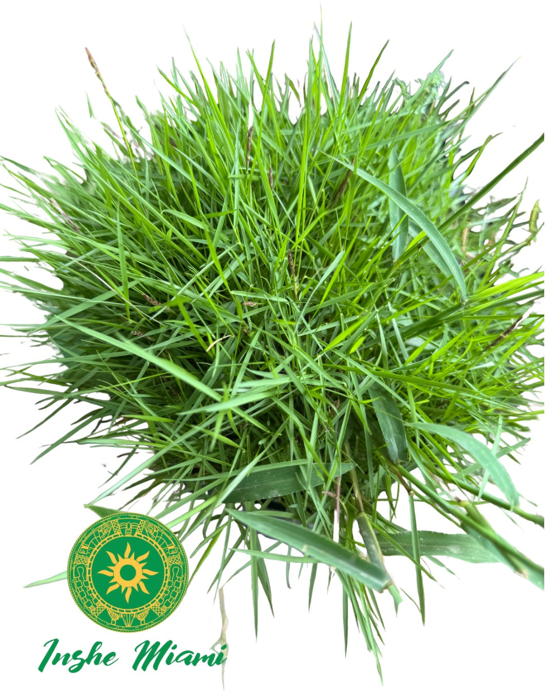 Hierba Fina Fresca – Ramas con Hojas o con Raíz | Inshe Miami