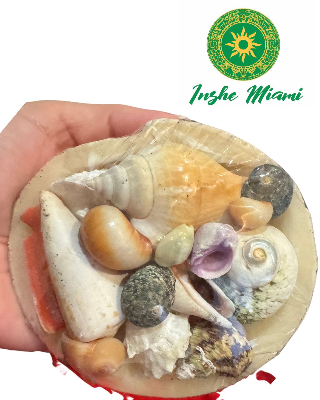 Cestas de Caracoles – Uso Religioso y Decoración Espiritual | Inshe Miami