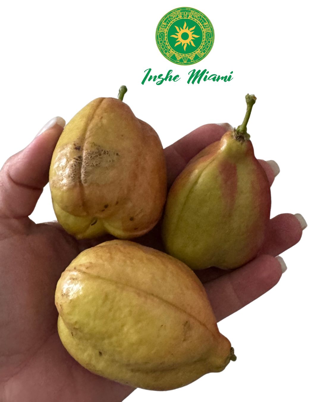Vegetable Brain Fruit – Traditional for Head Rogations | Inshe Miami