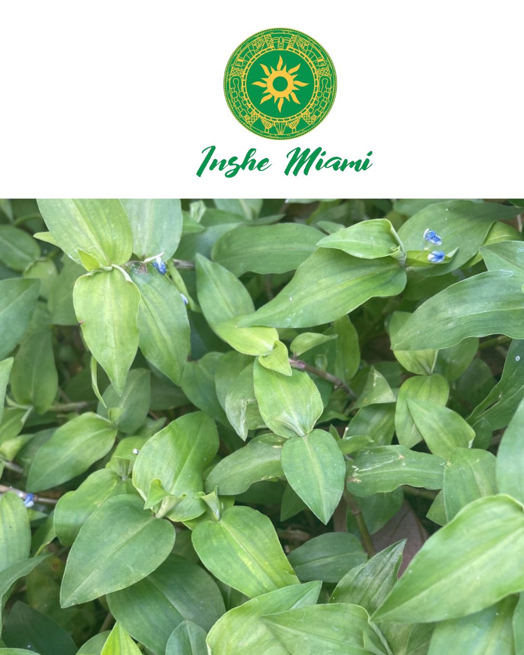 Hierdie artikel is 'n weesbladsy.