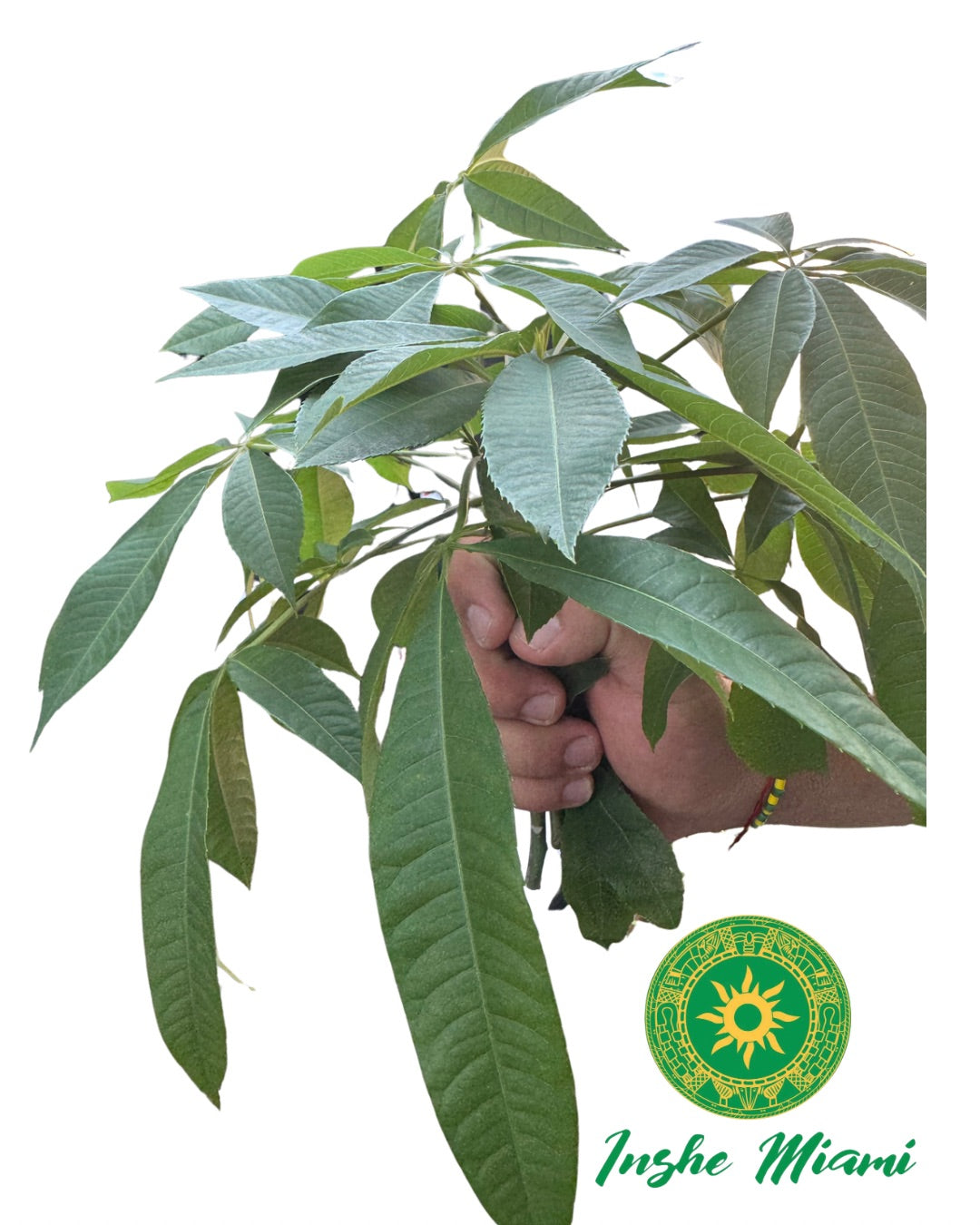 CEIBA