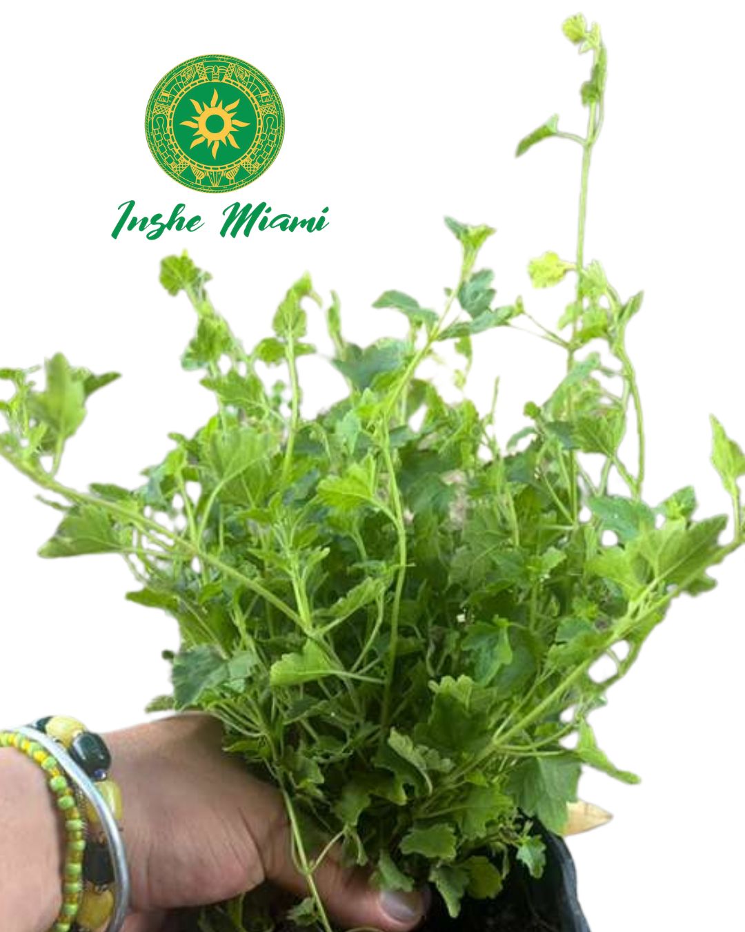 MEJORANA