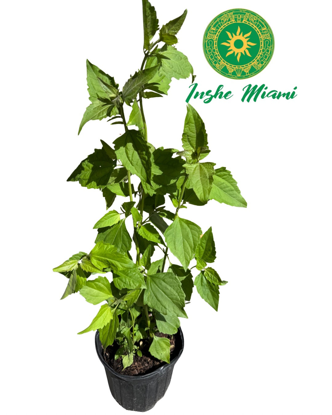 Mazo de Rompe Saraguey