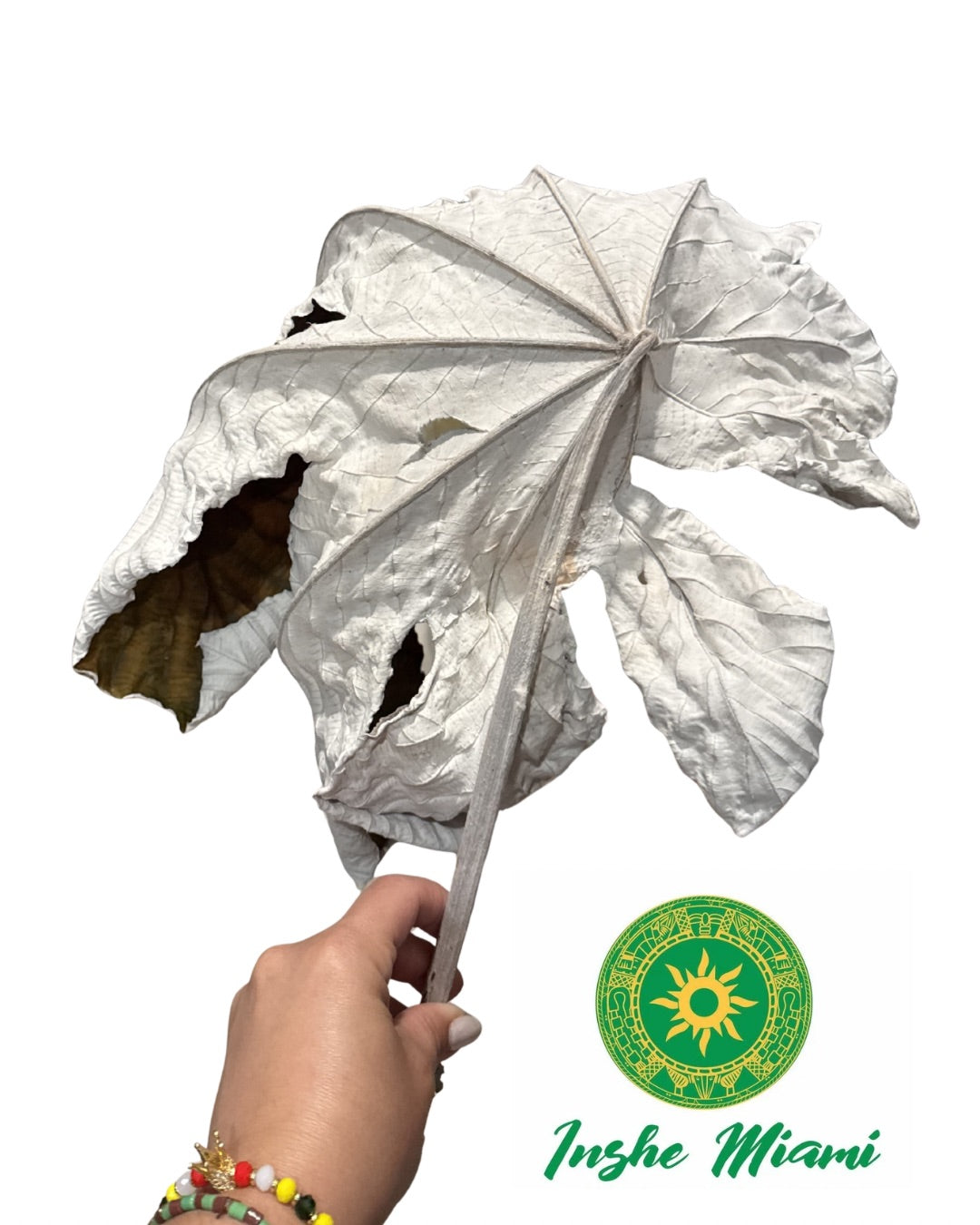 Dried Yagruma Leaf – Approx. 10”–14” | Spiritual & Traditional Use | Inshe Miami