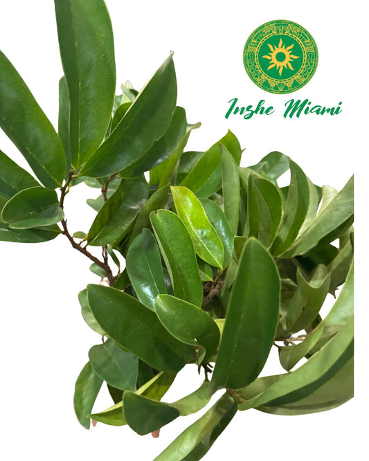 Guanabana – Tallos Frescos con Hojas | Uso Espiritual | Inshe Miami
