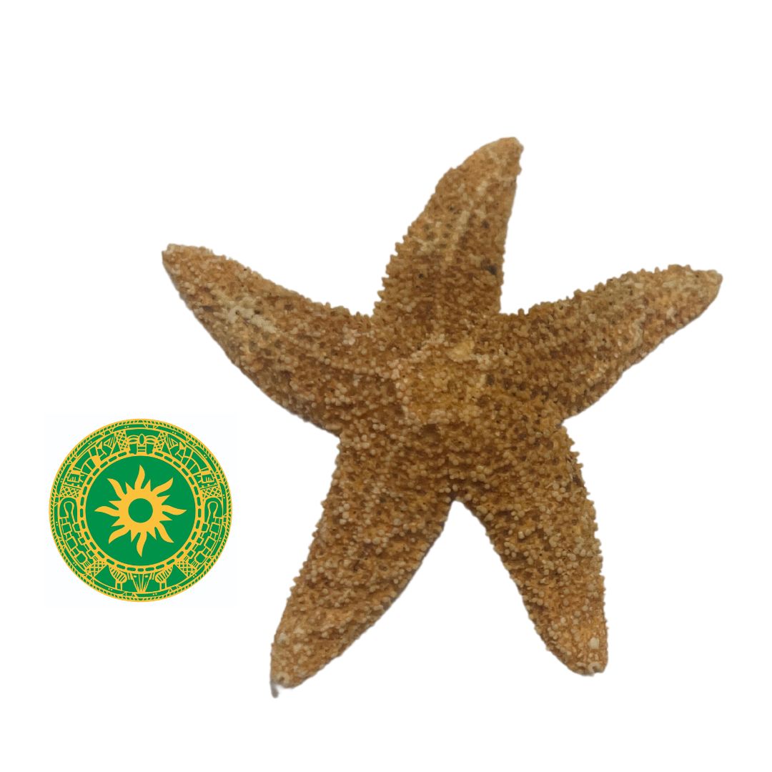Estrella de Mar Chica
